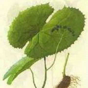 Podophyllotoxin